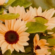 SEMI HELIANTHUS PESCA _ GIRASOLE _ PIANTA NETTARIFERA ATTIRA FARFALLE