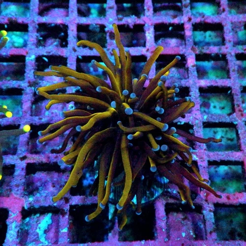 WYSIWYG - Gold Torch Black Middle - Live Coral
