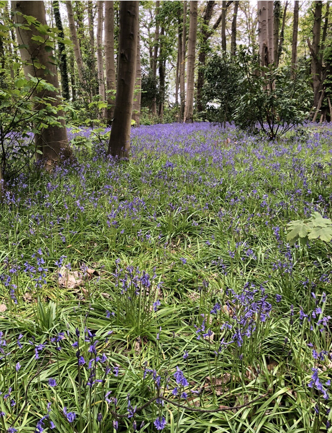 100 bluebell bulbs eBay