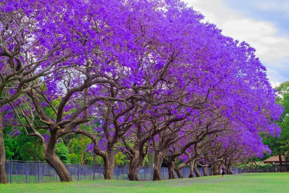50 Blue Jacaranda Tree Seeds Stunning Flowering Tree Made in USA