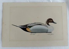 VTG WILLIAM P. TYNER PINTAIL COLORED LITHO OR ORIG. Signed watercolor
