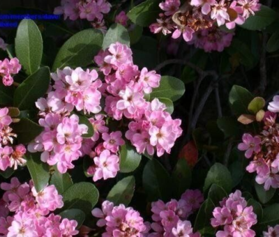 #ad INDIAN HAWTHORNE PINK Dancer 7 Live 6quot; Flower Plant Cuttings $13.80