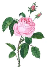 5x7 PRINT OF PAINTING RYTA PINK ROSE ANTIQUE COTTAGE STYLE FLOWERS UK garden art