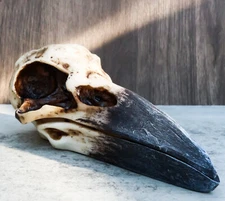 Ebros Bad Omens Witchcraft Gothic Raven Crow Skull Jewelry Box Figurine