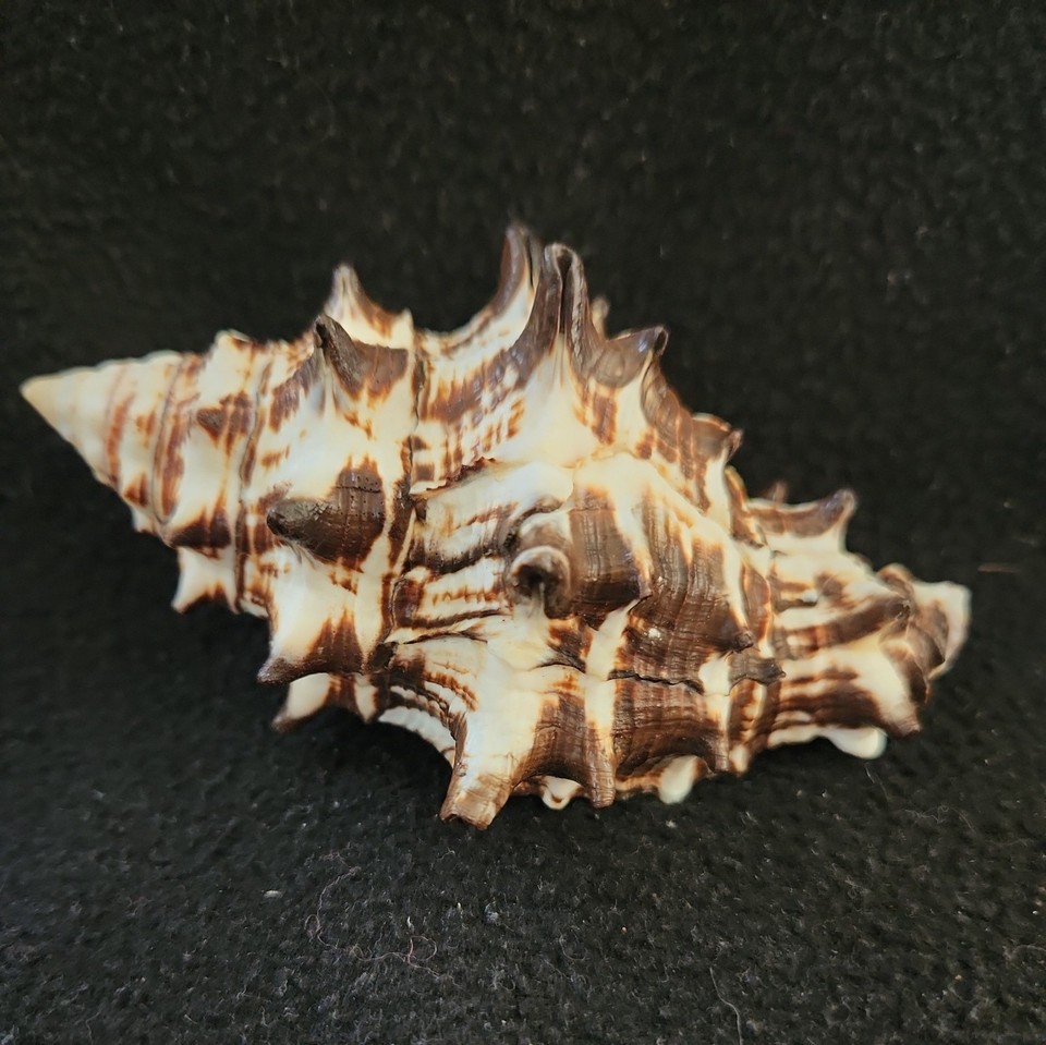 VASUM CERAMICUM seashell PHILIPPINES 113mm - HUGE SHELL! | eBay