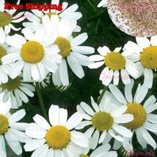 Roman Chamomile Seeds - Anthemis Nobilis - Herbal Carpet Seeds | Flower Seeds