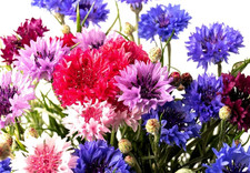 500 Pcs Tall Double Cornflower Seeds - Heirloom Bachelor Buttons Mixed Color 50