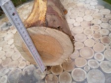Baumstamm Eibe ca. 55 x 17/10 cm trocken