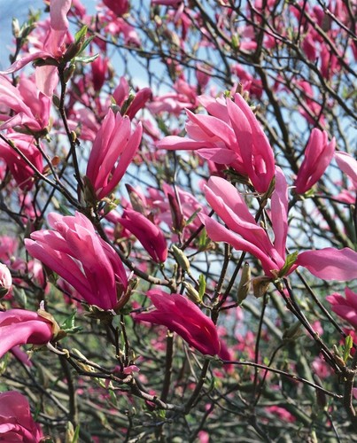 Magnolia soulangiana, Tulpen-Magnolie, rosa-weiß, 60–80 cm - Bild 11 von 14