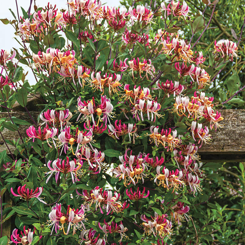 liguster atrovirens wikipedia Groenblijvende liguster (Ligustrum vulgare 'Atrovirens') | 100-125 cm In  pot main image 0