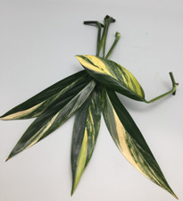 Epipremnum Amplissimum Aurea Variegata Stecklinge