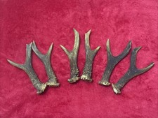 3 PAIRS OF ROE DEER ANTLERS 304g. aprox.14,5cm.