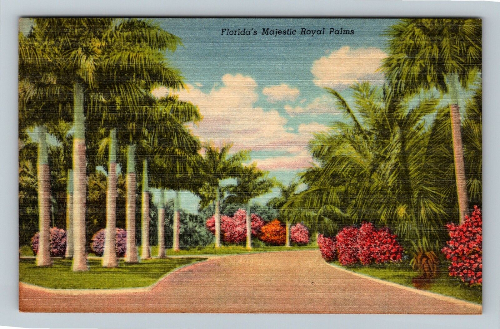 Vintage Florida Palm Tree Street Souvenir Postcard