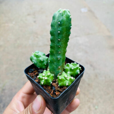 3PCS 6cm Echinocereus Momotaro Cactaceae Succulent Cactus Plant Beautiful Plant