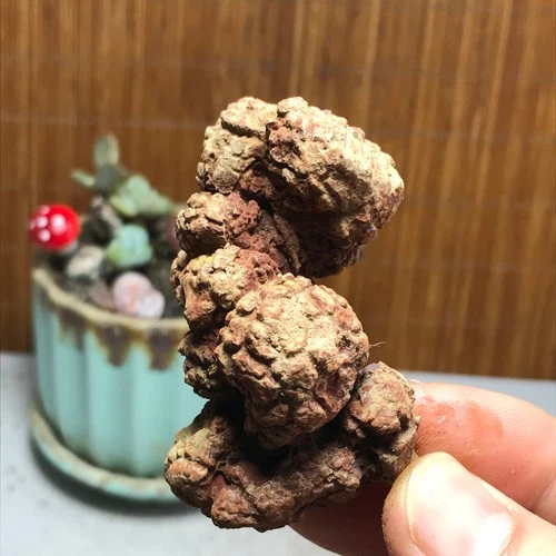 Top! Best Rare Natural dinosaur dung coprolite Poop mineral specimen 83g A4524