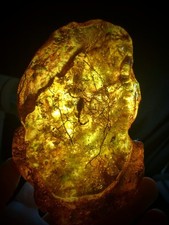 Beautiful 14.5 Oz (412 Grams) Copal Amber Scorpion Insect Inclusion 6" X 4"