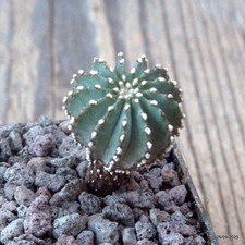 D6683 GEOHINTONIA MEXICANA pot5-H3,5-W2 cm MaMa Cactus