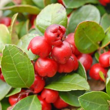 Gaultheria Procumbens Hardy Shrub Garden Plant 1 or 2 x