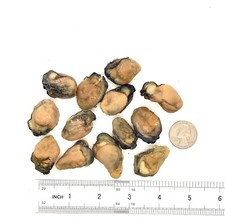 Greenlike Dried Oysters 100% Natural Dried Seafood Hao Shi Hai Li 蠔豉 蚝豉 生蚝