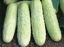 100+ WHITE WONDER CUCUMBER SEEDS - HEIRLOOM  ----------- RARE