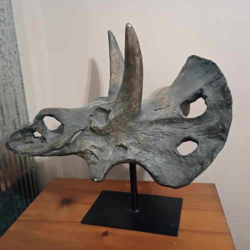 Large Triceratops Composit Skull Resin Molded