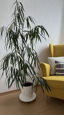 IKEA Lantliv Pflanzenroller WEISS nicht mehr erhältlich!