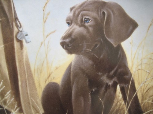 Placo para cachorros de campo The Weimaraner COMMAND PERFORMANCE - Imagen 2 de 4