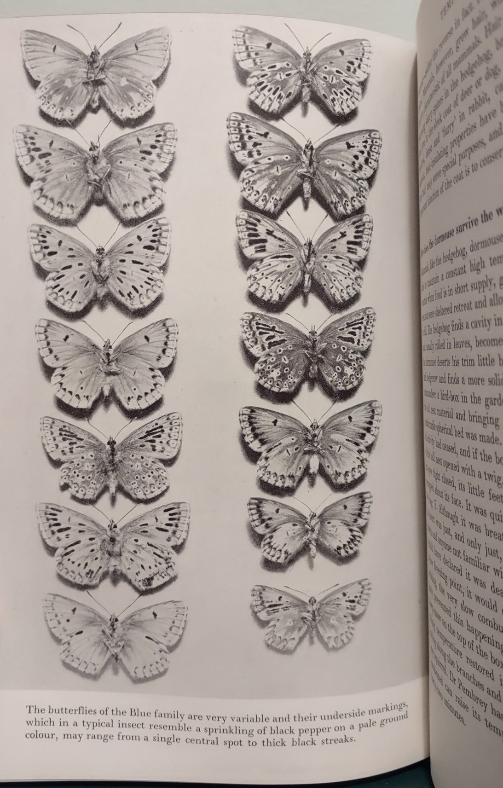 Nature's Way L Hugh Newman Walter JC Murray First UK Edition 1st Print 1952 HB