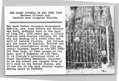 Giant Cypress Big Tree Park Florida Postcard Orlando Sanford Longwood Vintage