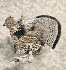Handsome Alert Ruffed Grouse pheasant Taxidermy Bird Art from Alaska