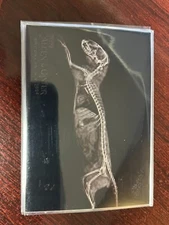 2024 Topps Allen & Ginter DWARF MONGOOSE #XR-14 X-Ray Card Oregon Zoo