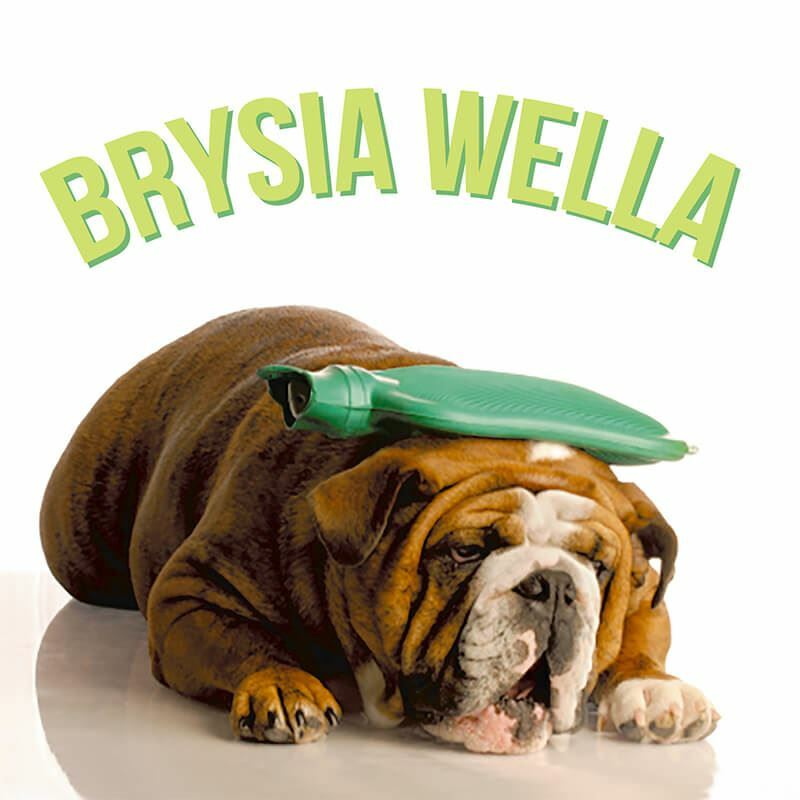 Pili Pala Welsh Get Well Soon Card with Envelope, Brysia Wella