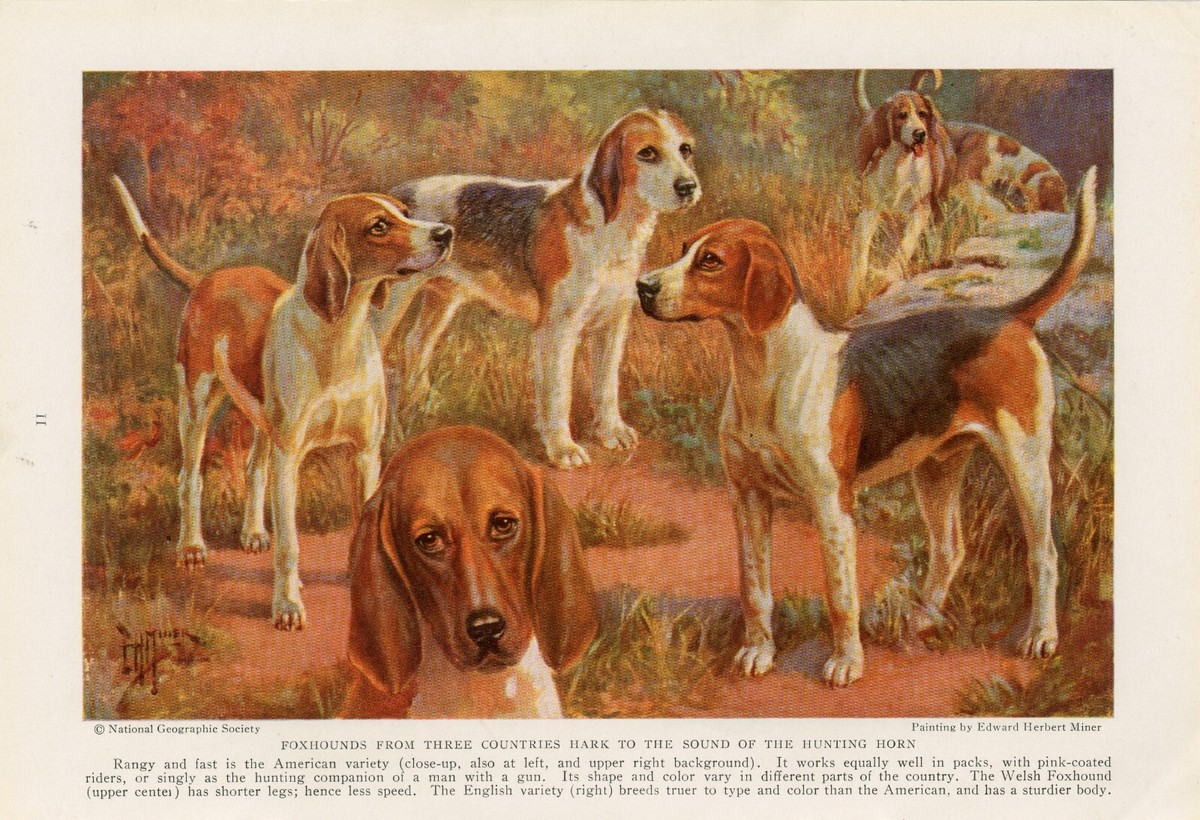 AMERICAN ENGLISH WELSH FOXHOUND s 1937 DOG ART PRINT Artist EDMUND