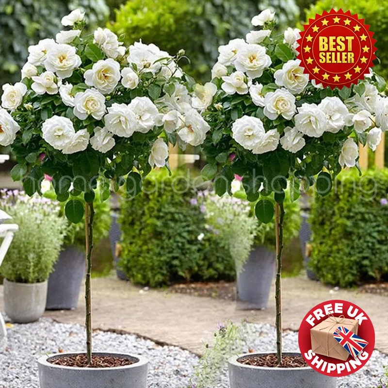 2 x Standard White Rose Trees 50cm tall Indoor Outdoor Garden Plants Bare Root
