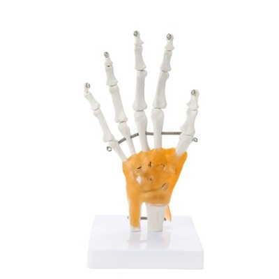 Interactive Hand Joint Demonstration Model PVC Medicals Study Aid