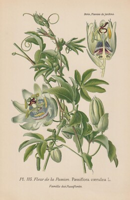 Blaue Passionsblume (Passiflora caerulea) CHROMO-LITHOGRAFIE von 1896 D. Bois