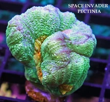 SPACE INVADERS PECTINIA - SPS LIVE CORAL