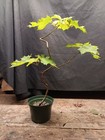 Vermont Suagar Maple for Bonsai Not Grafted 5" Pot — photo 1
