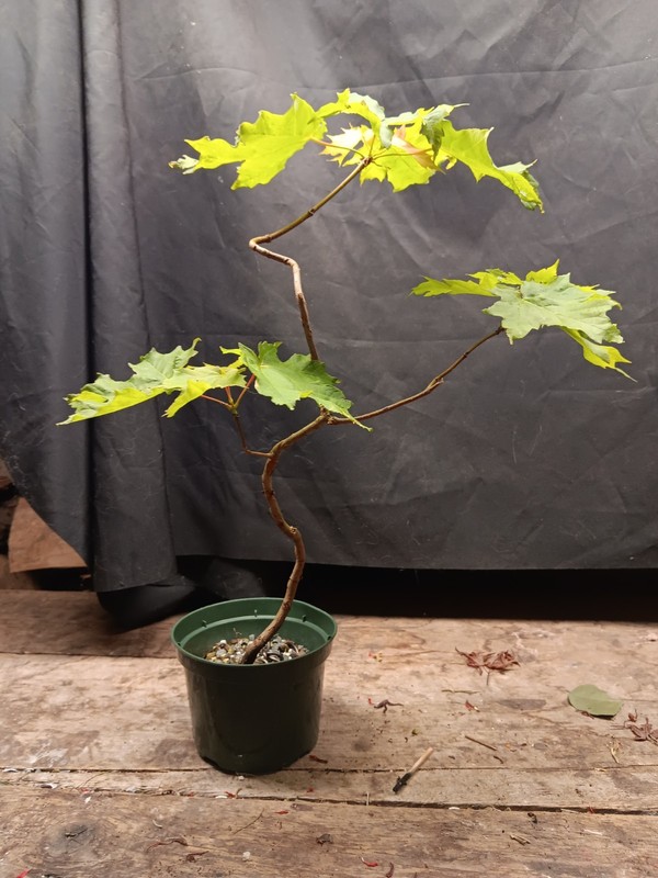 Vermont Suagar Maple for Bonsai Not Grafted 5" Pot