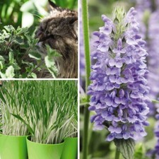 Cat Plant Seed Collection: Catmint, Blue Moon, Cat Grass 3x