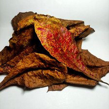 30 Indian Almond Leaves Catappa Dried for Fish, Shrimp, Aquarium Betta Discus