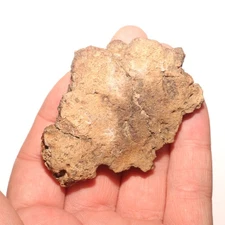 Ankylosaurus Scute Partial - Dinosaur Fossil - Hell Creek Formation Cretaceous