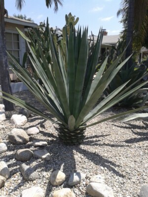 agave utahensis eborispina Agave utahensis var. eborispina SEEDS