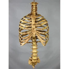 Skeletons And More SM300DA Aged Rib Cage & Spine
