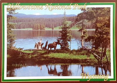 Nostalgische Ansichtskarte, Yellowstone Nationalpark, Elch im See, Wyoming, USA