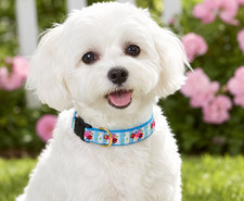 Flower Bouquet Premium Ribbon Dog Collar by Up Country Sizes XS, S, M