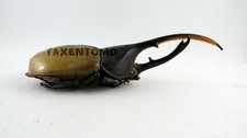 Dynastes hercules lichyi (Hercules Beetle) 130mm REAL Insect DHL60512