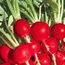 Champion Radish Seeds | NON-GMO Radish Seeds | Fresh Heirloom Garden Seeds