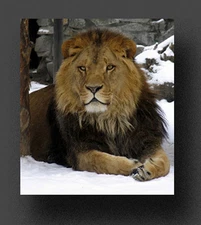 CHRONICLES OF NARNIA  Old Time Radio Shows - MP3 CD +FREE OFFER OTR