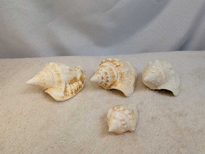 Lot of 4 Natural Seashells Conch Shells Beach Coastal Decor Collection